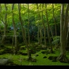 【京都お寺さん巡り】新樹の庭