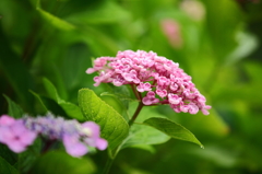 家の紫陽花たち2