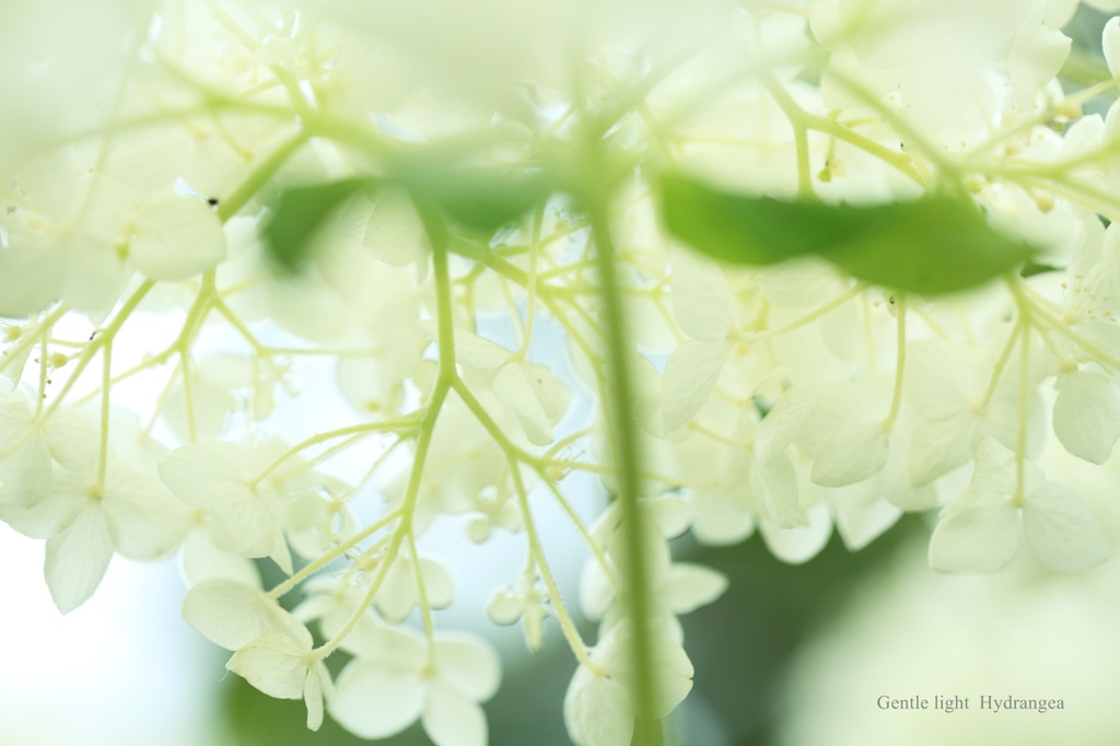 家の紫陽花たち3