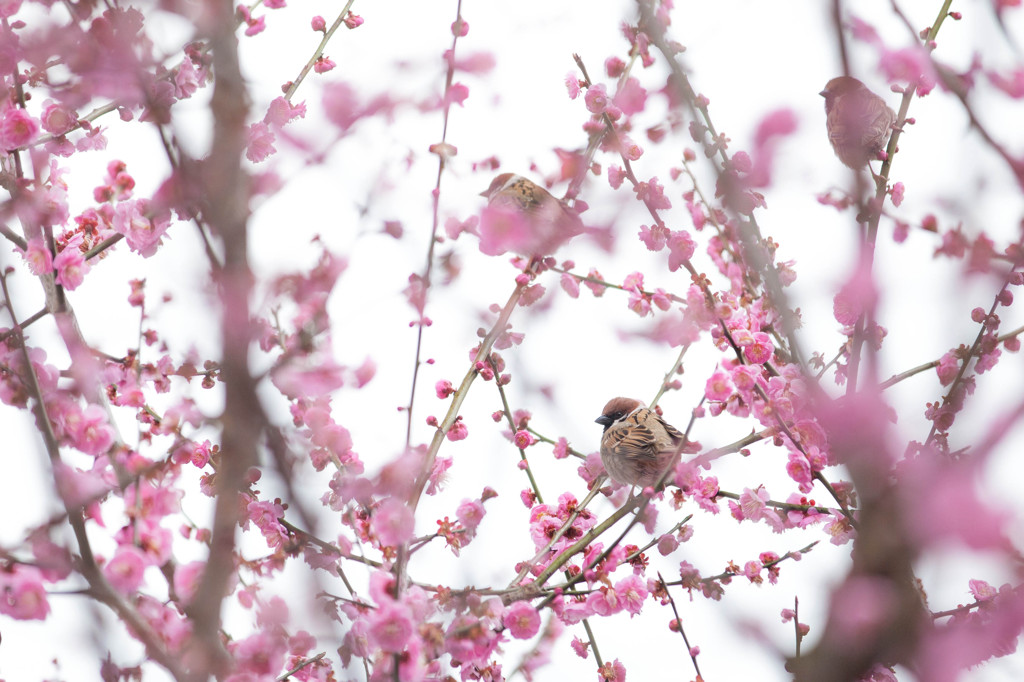 春雀