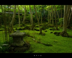 【京都お寺さん巡り】緑苔の庭