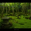 【京都お寺さん巡り】緑苔の庭