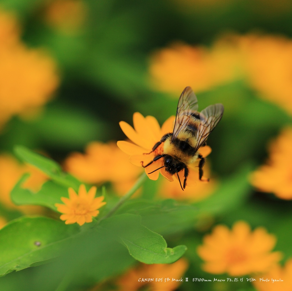 HONEY　BEE♪