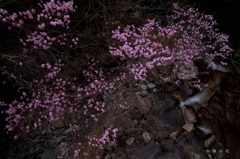 【乙女渓谷】高嶺の花