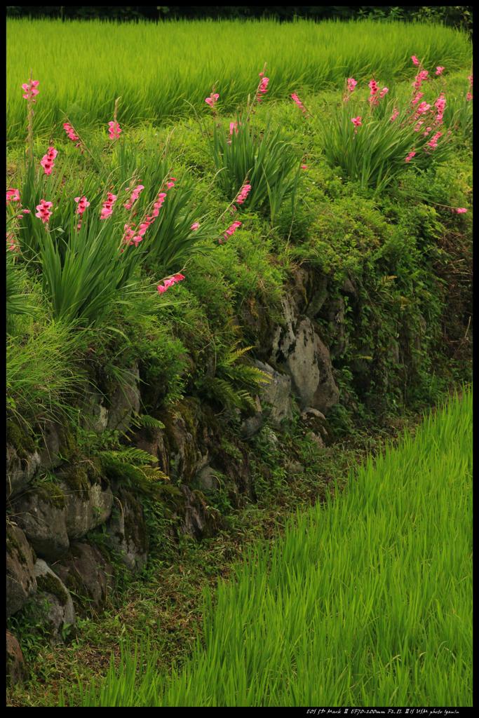田園の夏