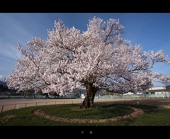 守　桜