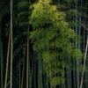 若竹