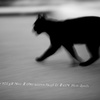 裏路地の猫