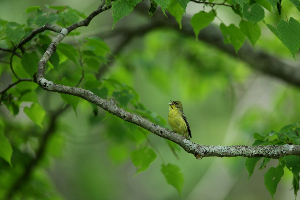 歌声聴いて～！