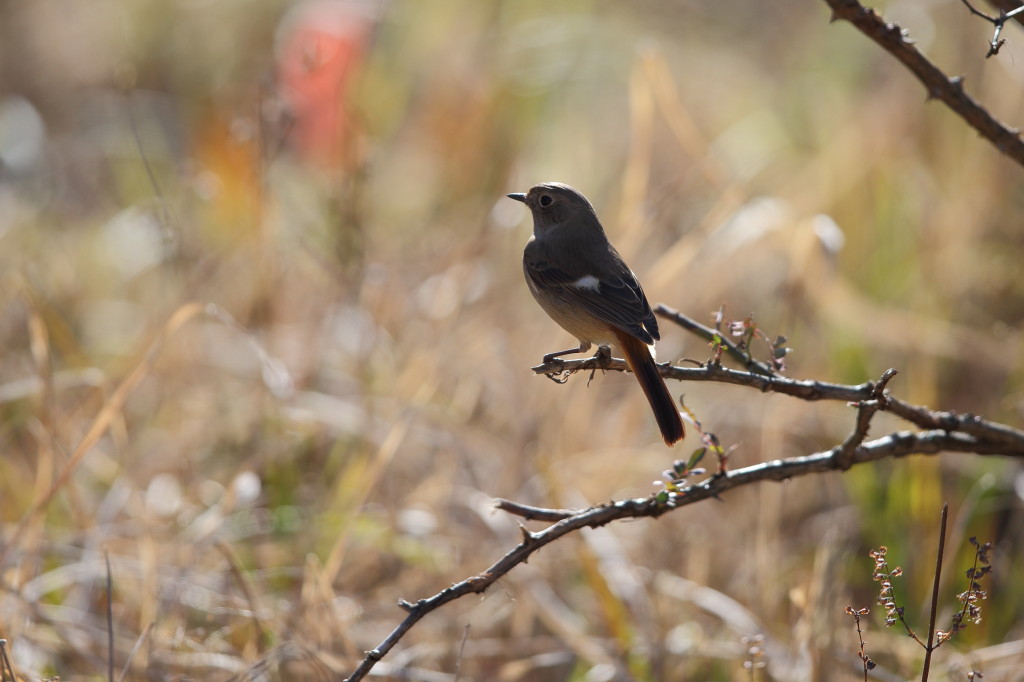 ジョビ嬢も初撮り