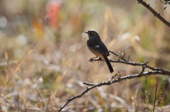 ジョビ嬢も初撮り