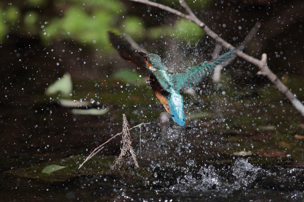 花粉にも負けました。(T_T)