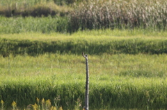 小鳥さんクイズ　2