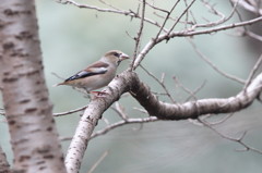 今日で鳥さん納めだッ！