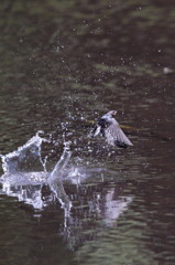 今日の水絡み。^^