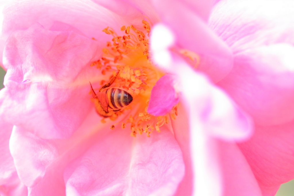 レンズ向けると逃げるのですよ
