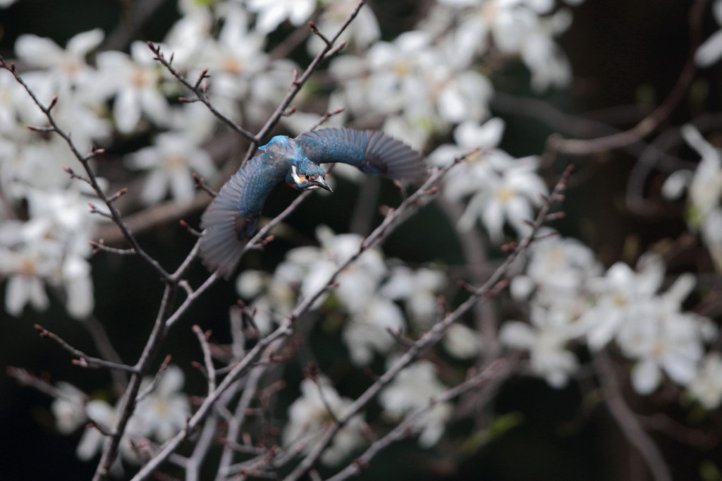何とか花絡み？
