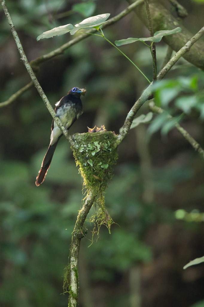 早く成長してくれ～