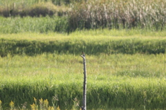 小鳥さんクイズ　1