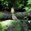 水浴びの小鳥さんたちⅠ