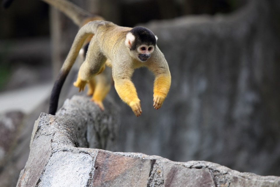 オイラ達は自由！