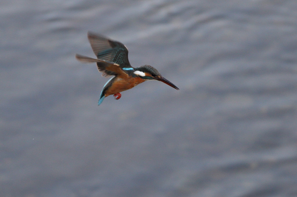 初ホバなのか！？