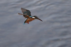 初ホバなのか！？