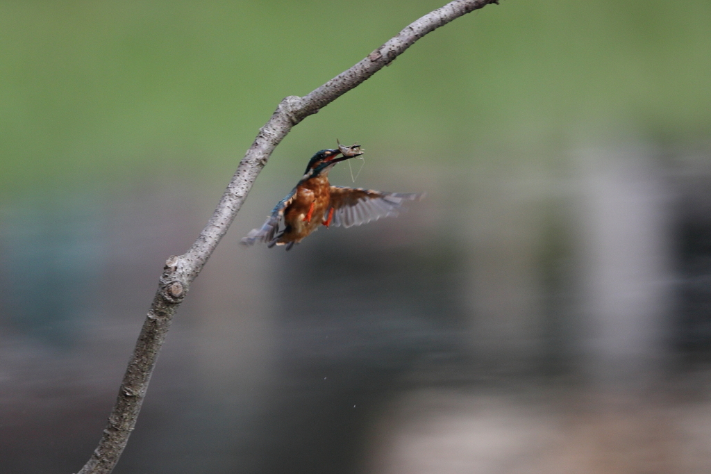 見てしまった！　その2