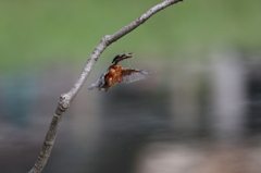 見てしまった！　その2