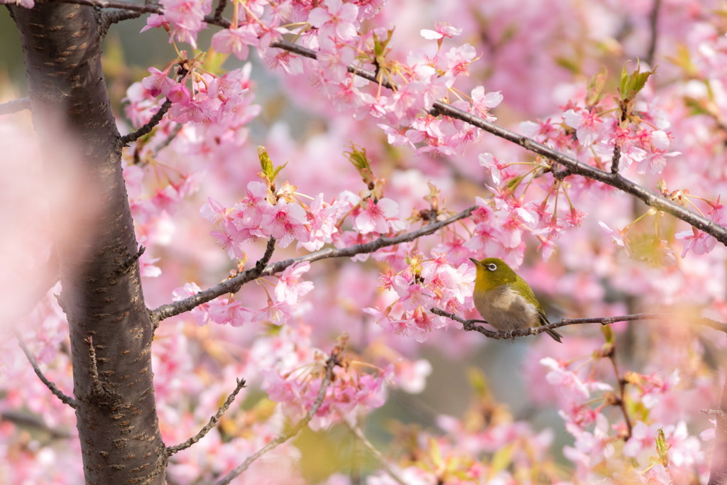 花見　Ⅰ