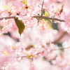 花見　Ⅱ