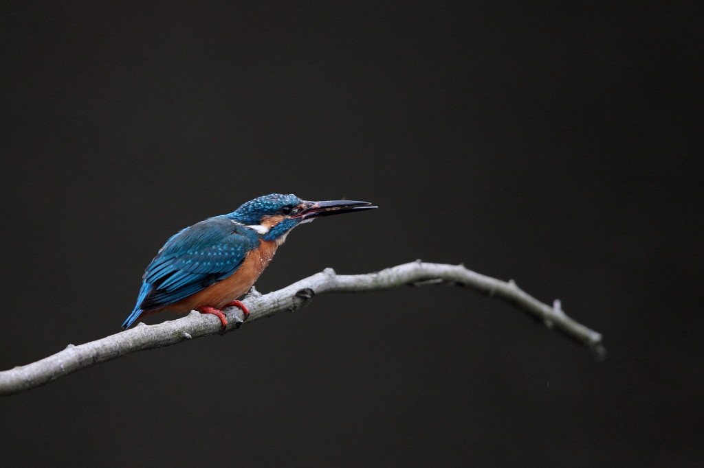 カワちゃんの休業日