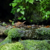 水浴びの小鳥さんたち　Ⅳ