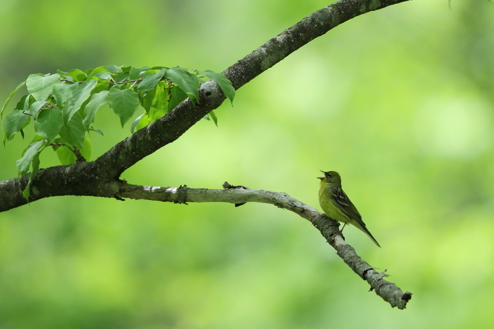 歌声聴いて～！！