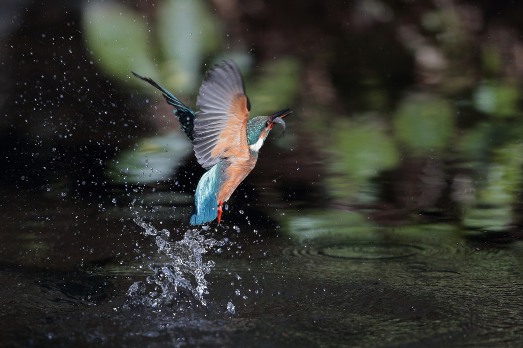 活発カワちゃん