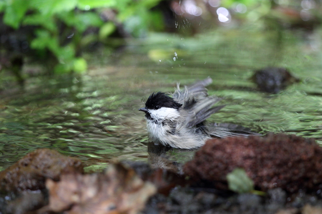 水浴びの小鳥さんたち　Ⅲ　独り占め