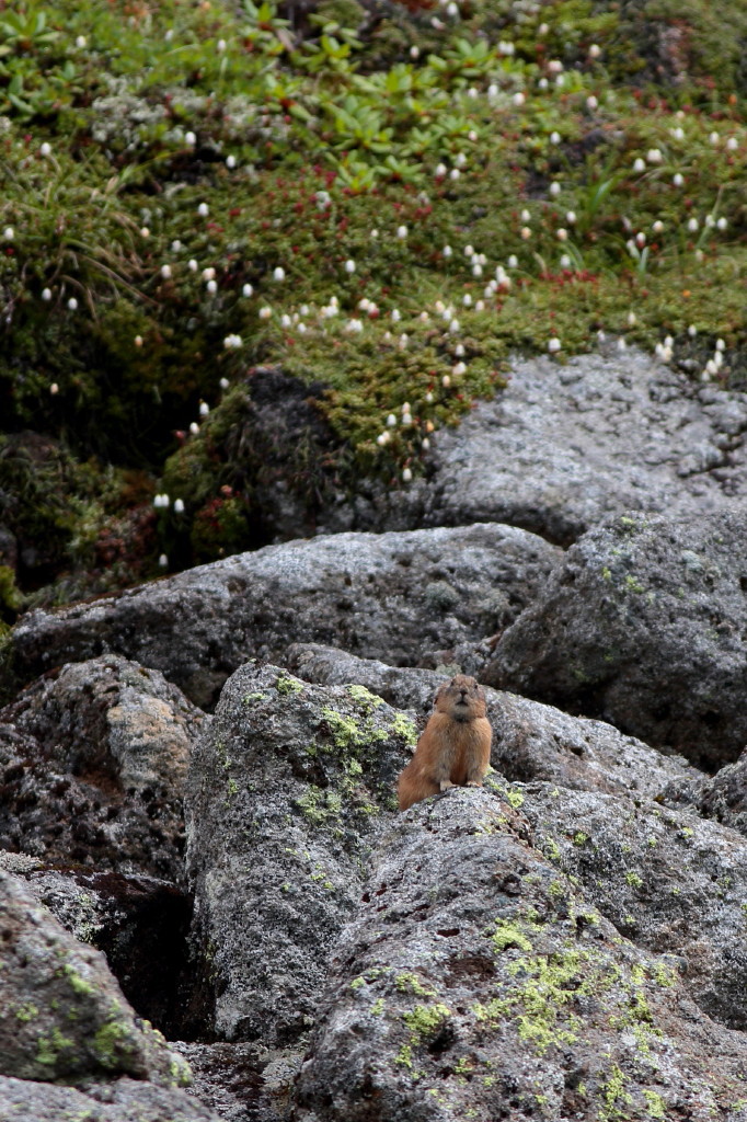 高山に生きる・・・ナキウザギ　Ⅰ
