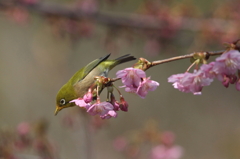 あっちの蜜は・・・・・