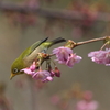 あっちの蜜は・・・・・