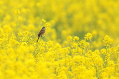 菜の花と貴公子