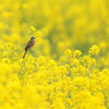 菜の花と貴公子