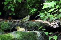 水浴びの小鳥さんたち　Ⅳ　ムシクイ