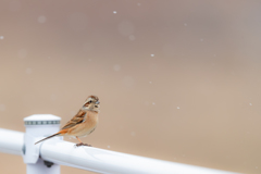 雪見ホオジロ