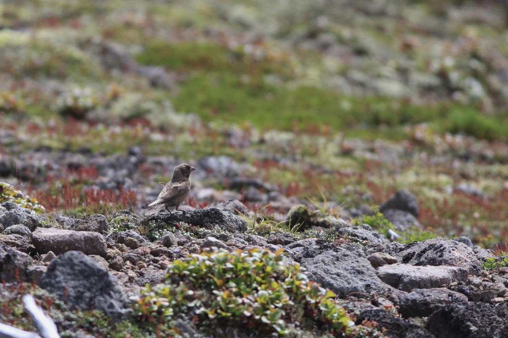 高山に生きる・・・野鳥　^^