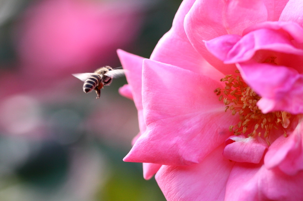 来春会いましょう