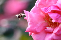 来春会いましょう