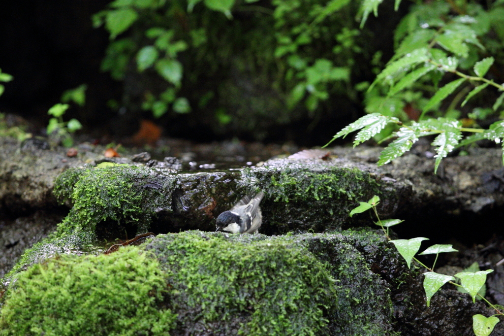 水浴びも可愛いです。