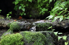 水浴びも可愛いです。