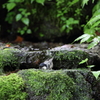 水浴びも可愛いです。