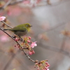 春かな。